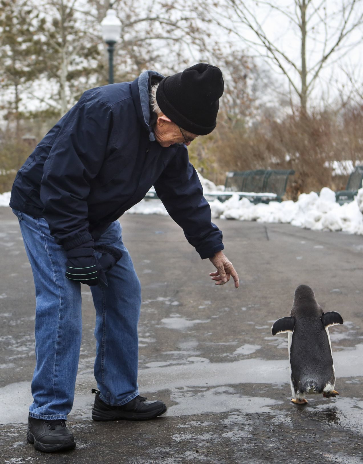 Penguin Pandemonium